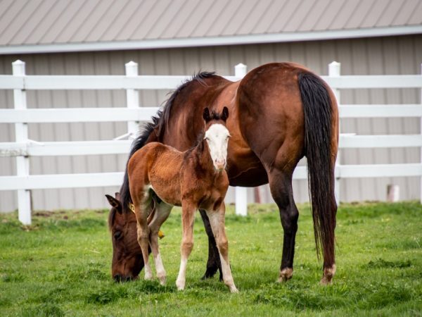 Equine